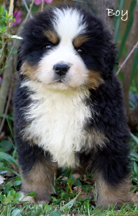 teddy bear bernese mountain dog